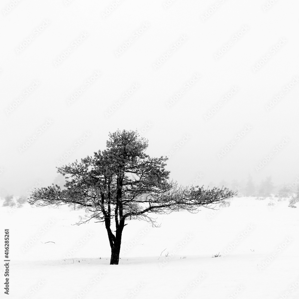 Pine tree in fog at Torronsuo national park, Tammela, Finland. Pine tree in fog at Torronsuo national park, Tammela, Finland.