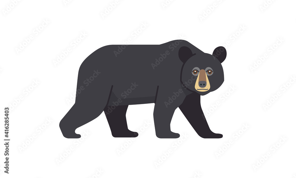 Fototapeta premium North American native animal Black Bear (Ursus americanus) walking in side angle view, flat style vector illustration isolated on white background