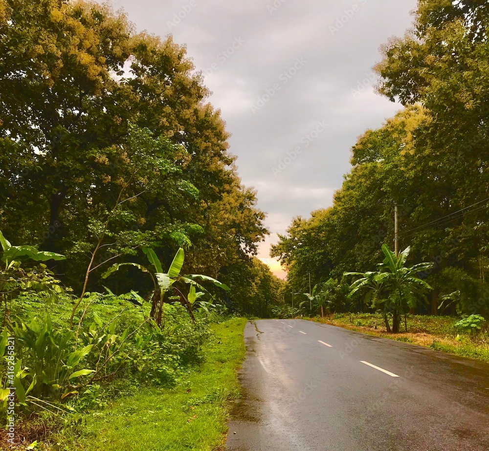 Fototapeta premium road in the forest