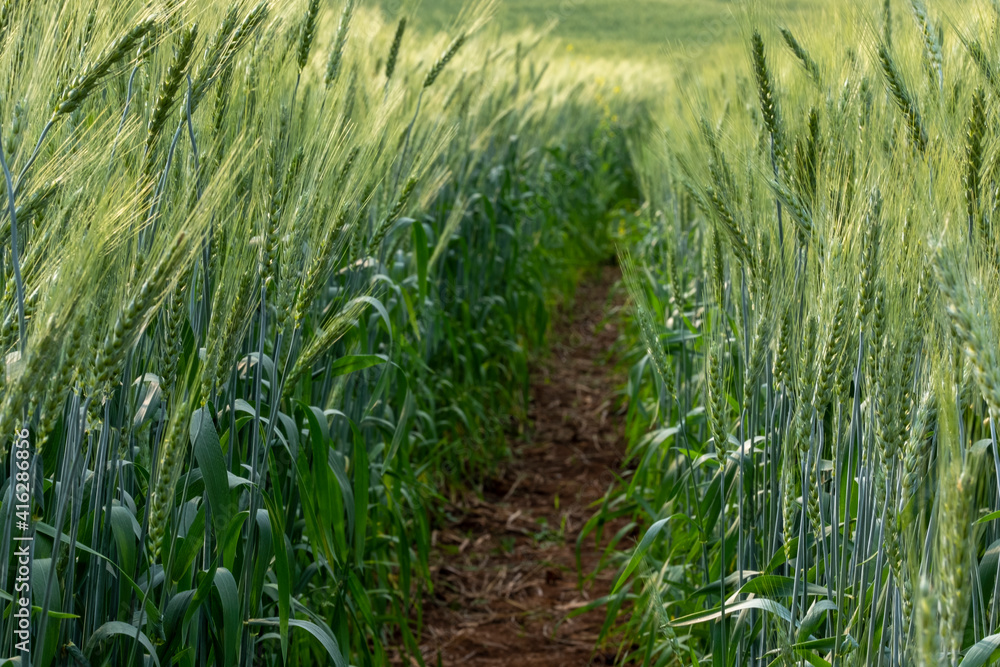 Barley fields At sunset, barley grains are used for flour, barley bread