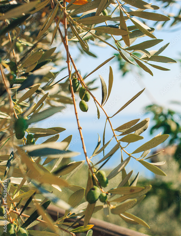 Fototapeta premium Leafs of olive tree in sun and sea in background