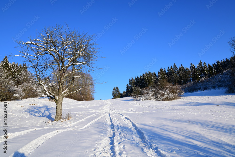 Fototapeta premium winter landscape with trees and snow