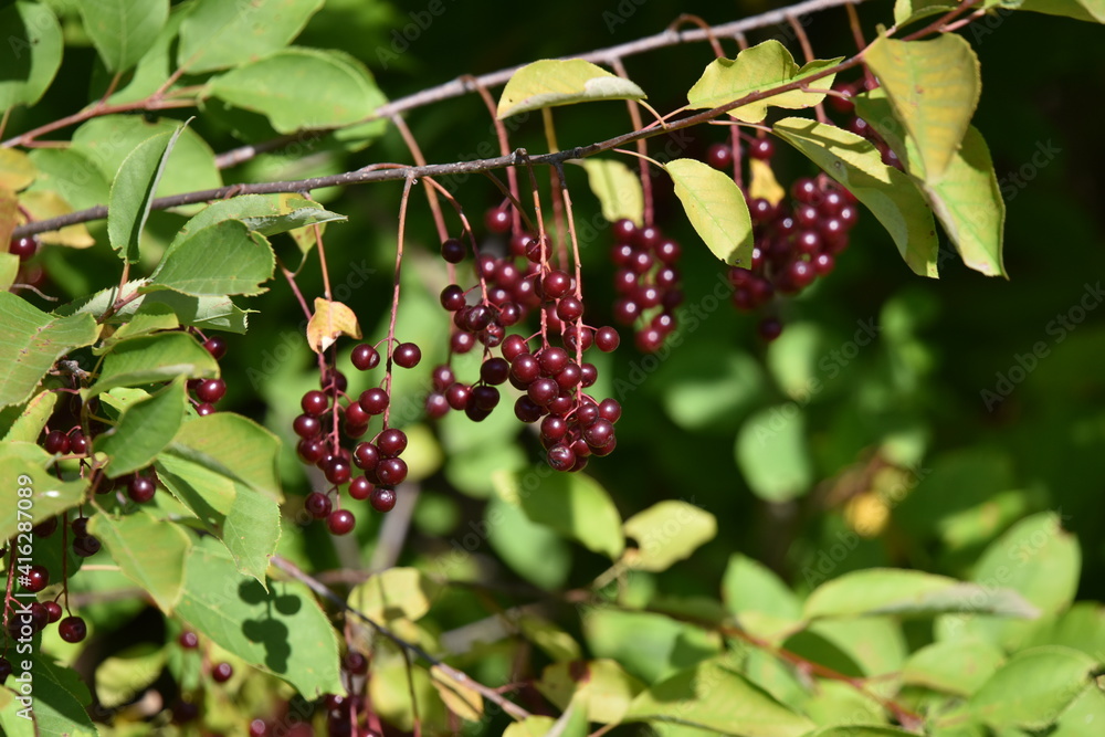 red currant bush red currant bush