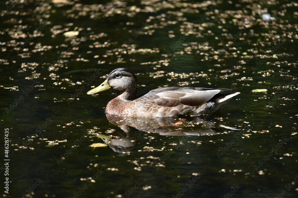 Fototapeta premium ducks in the park