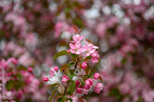 blooming apple tree