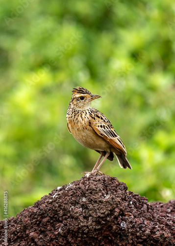 Photos Rufous-naped lark (Mirafra africana) in Ngorongoro rim, Tanzania