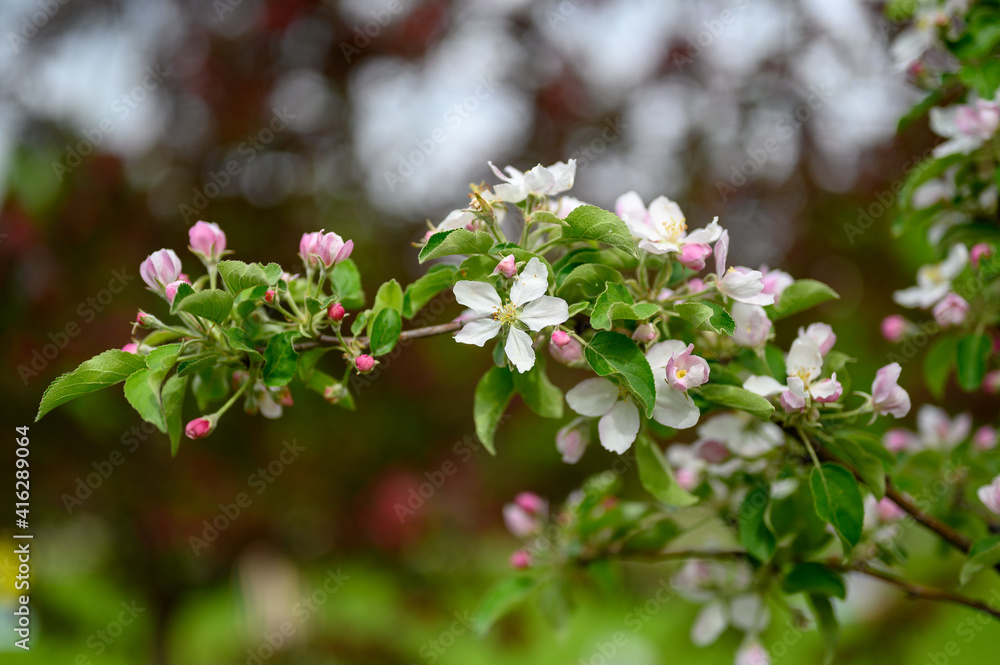 blooming apple tree blooming apple tree