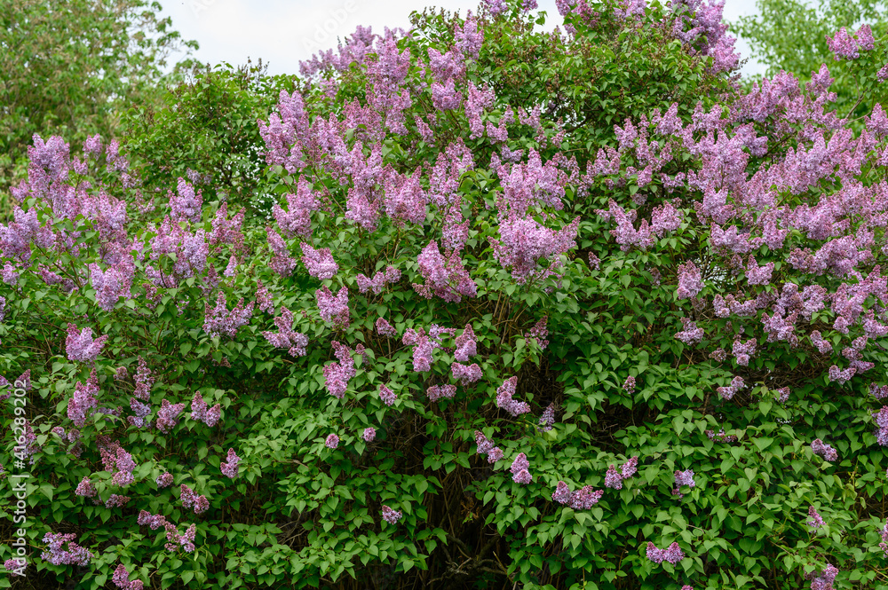 blooming lilac blooming lilac