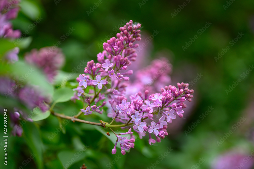 blooming lilac blooming lilac