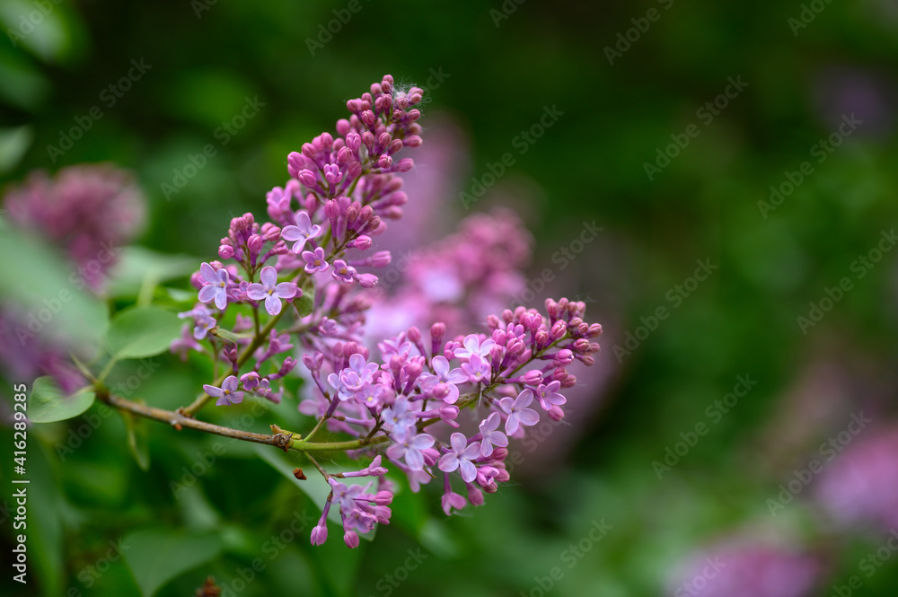 blooming lilac blooming lilac