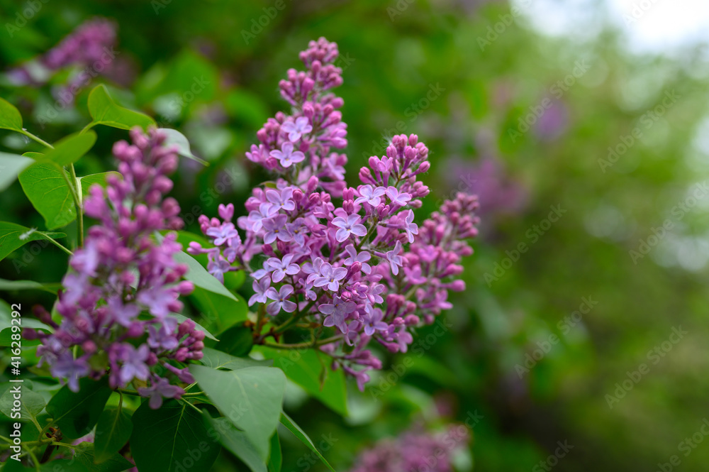 blooming lilac