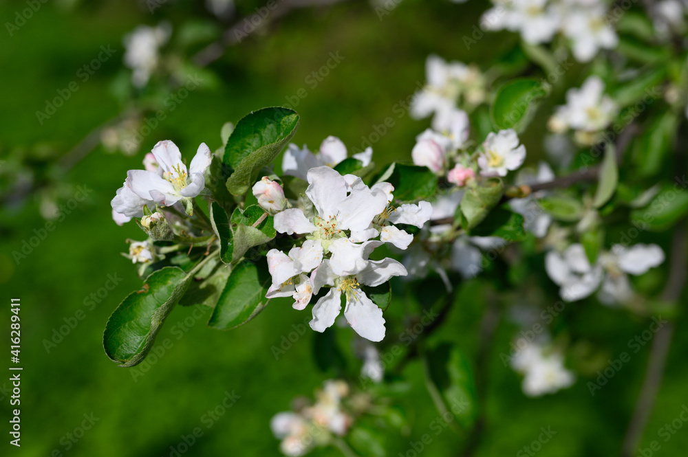blooming apple trees blooming apple trees