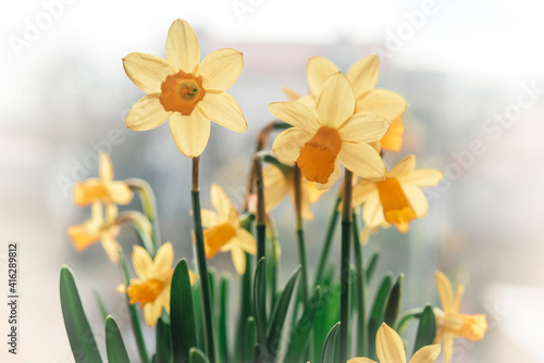 Daffodil flowers floral spring background