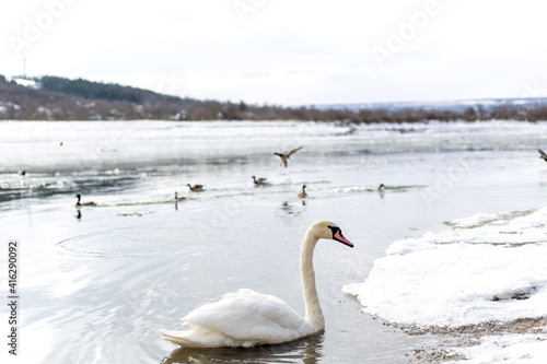 White swan with lake ducklings. Winter season.