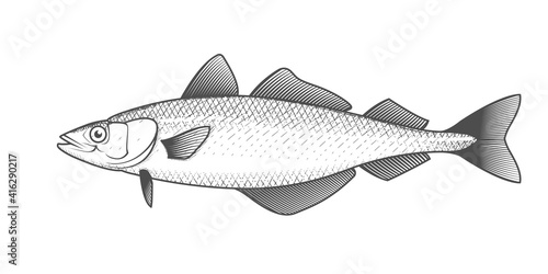 Alaska pollack sketch, hand drawn fish, pollock seafood menu, fish in engraved style, vector