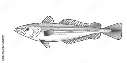 Cape hake sketch, hand drawn fish, hake seafood menu, fish in engraved style, vector