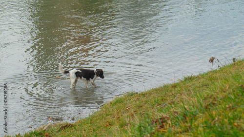 Dog on the river