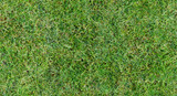 Fully seamless authentic real mown grass green background. 40 Mpix tileable both vertically and horizontally