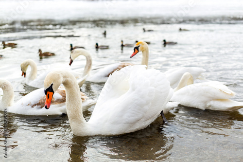White and beautiful swans on the lake. Winter season.