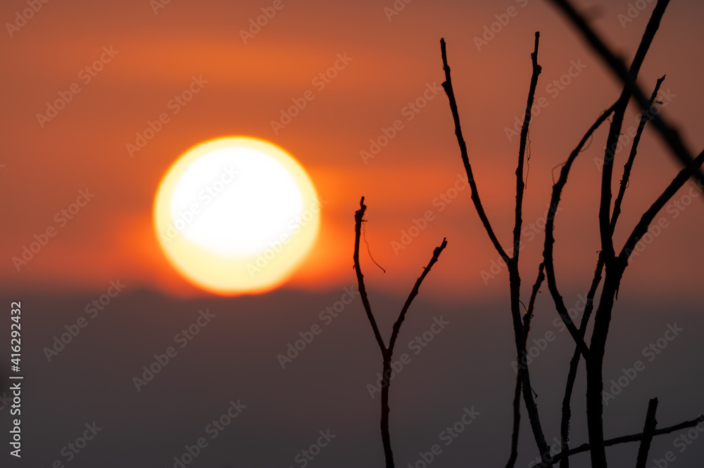 Dry twigs with big sunset and orange sky Dry twigs with big sunset and orange sky