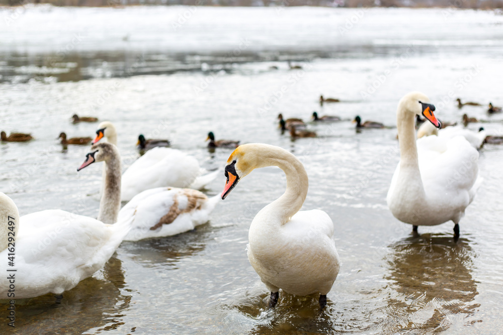 Obraz premium White and beautiful swans on the lake. Winter season.
