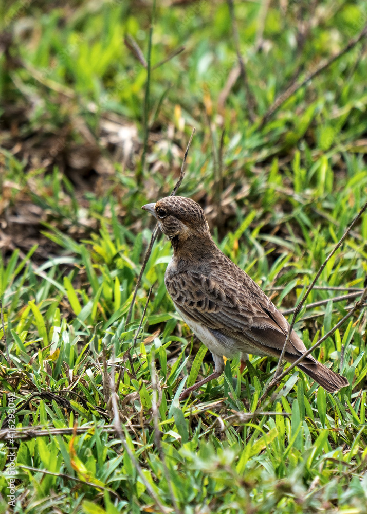 Fischer's sparrow-lark (Eremopterix leucopareia) in Serengeti, Tanzania Fischer's sparrow-lark (Eremopterix leucopareia) in Serengeti, Tanzania