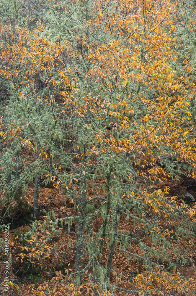 Forest of sweet chestnuts. Forest of sweet chestnuts.