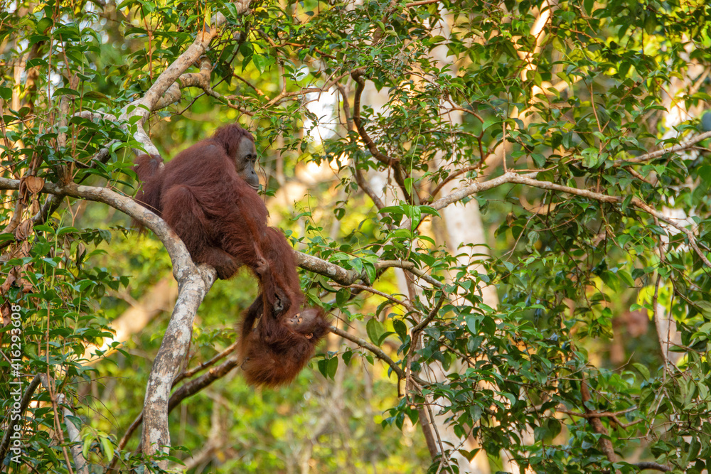 Fototapeta premium Orangutan on the tree in jungle 