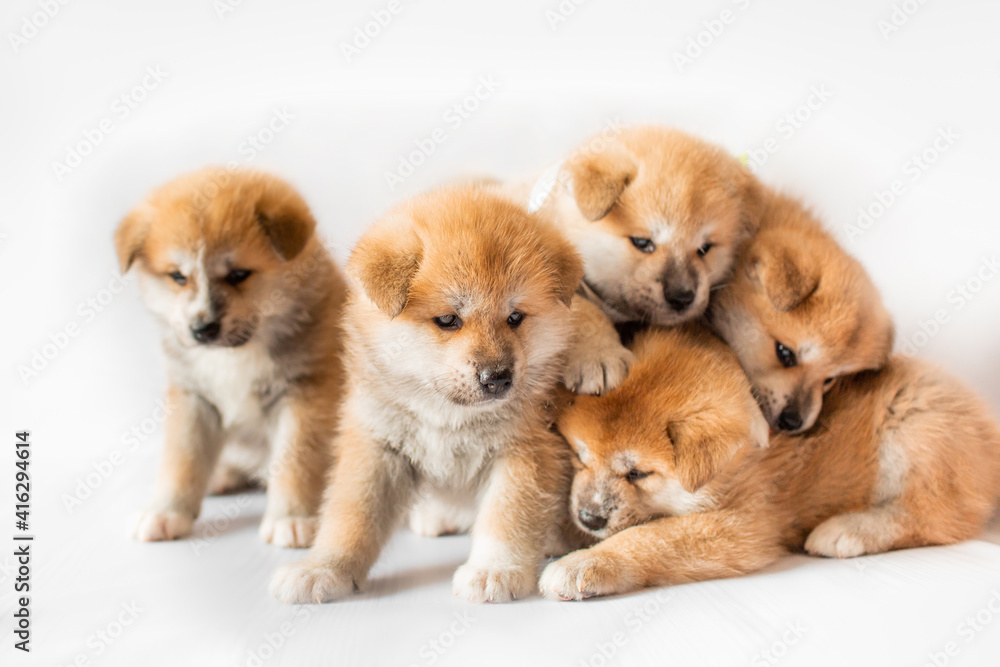 Akita Inu puppies. Beautiful red puppies. Domestic dog. Akita Inu puppies. Beautiful red puppies. Domestic dog.