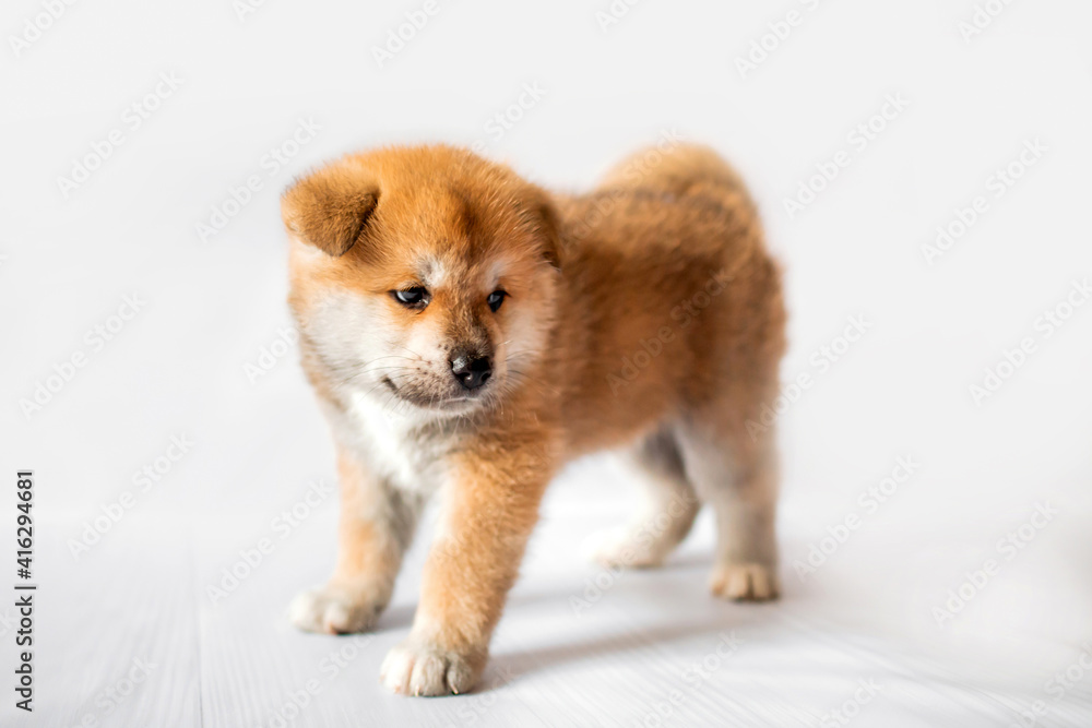 Akita Inu puppies. Beautiful red puppies. Domestic dog. Akita Inu puppies. Beautiful red puppies. Domestic dog.