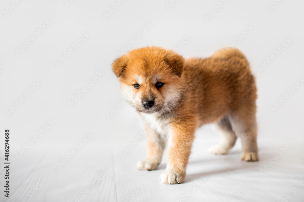 Akita Inu puppies. Beautiful red puppies. Domestic dog.