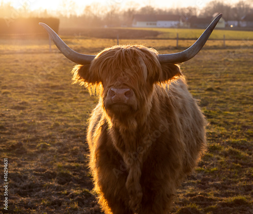 highland-cow with long horns in a meadow in the rays of sunset sun photo