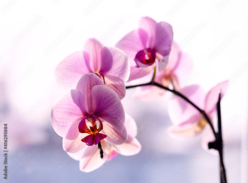 purple orchid on the window purple orchid on the window