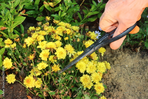 Hand is wearing orange rubber gloves to pick up streel scissors to decorate the flowers of  tree in the garden. photo