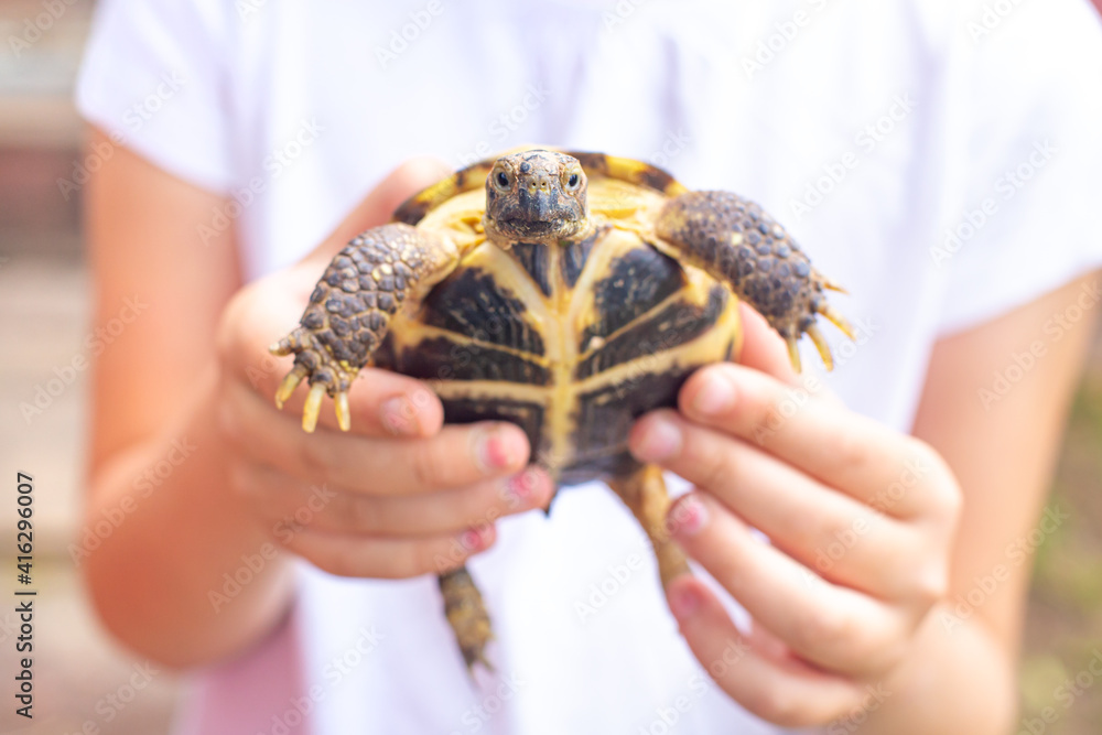 The Central Asian land turtle looks into the camera. A child in a white T-shirt holds a turtle by the shell in his hands. Pet care concept. Reptile, exotic animal, longevity. The Central Asian land turtle looks into the camera. A child in a white T-shirt holds a turtle by the shell in his hands. Pet care concept. Reptile, exotic animal, longevity.