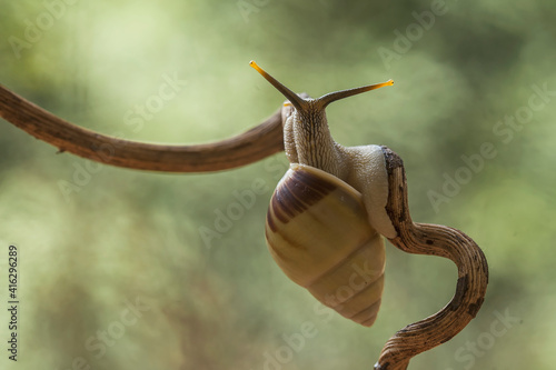 Mollucsa aka Snail From Borneo Forest photo