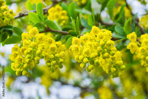 Blooming barberry (Latin: Berberis). Yellow flowers Barberry close-up. Selective focus, shallow DOF.