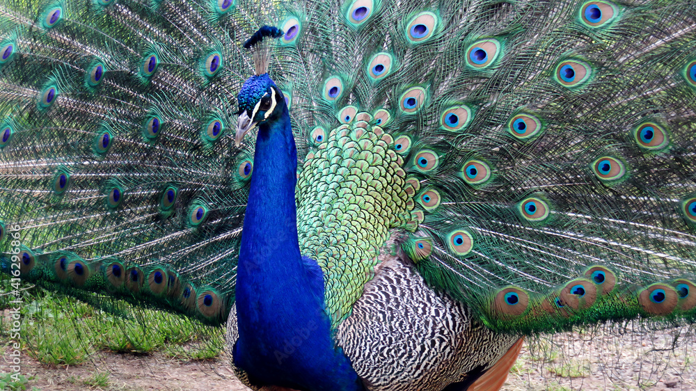 Obraz premium male peacock revealed beautiful multi-colored tail