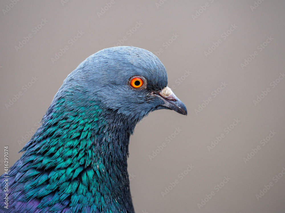 pigeon pigeon
