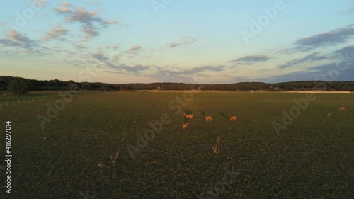 Whitetail deer grazing while one by one notice a the drone flying towards them photo