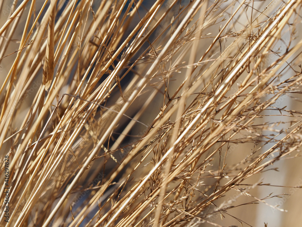 Fototapeta premium cereals dry grass