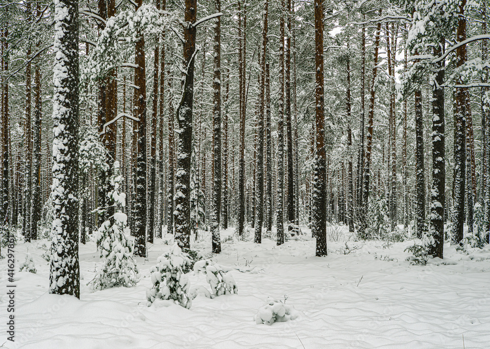 Pines covered by snow. Winter forest. Scenic landscape.