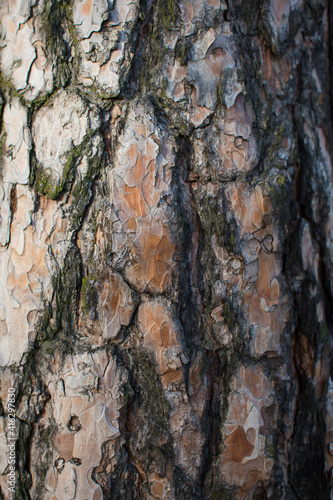 Fototapeta Naklejka Na Ścianę i Meble -  Bark of a pine tree background or texture
