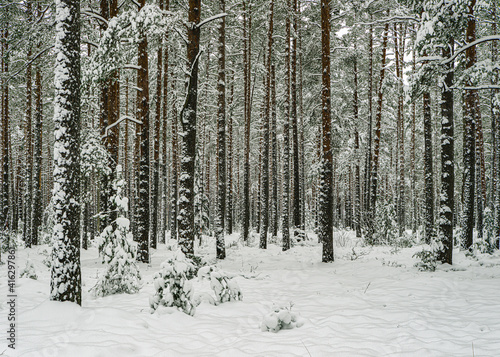 Pines covered by snow. Winter forest. Scenic landscape.