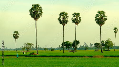  Green paddy fields with palm trees © Ruttinan
