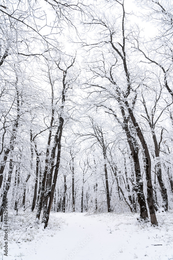 Snowy winter forest Snowy winter forest