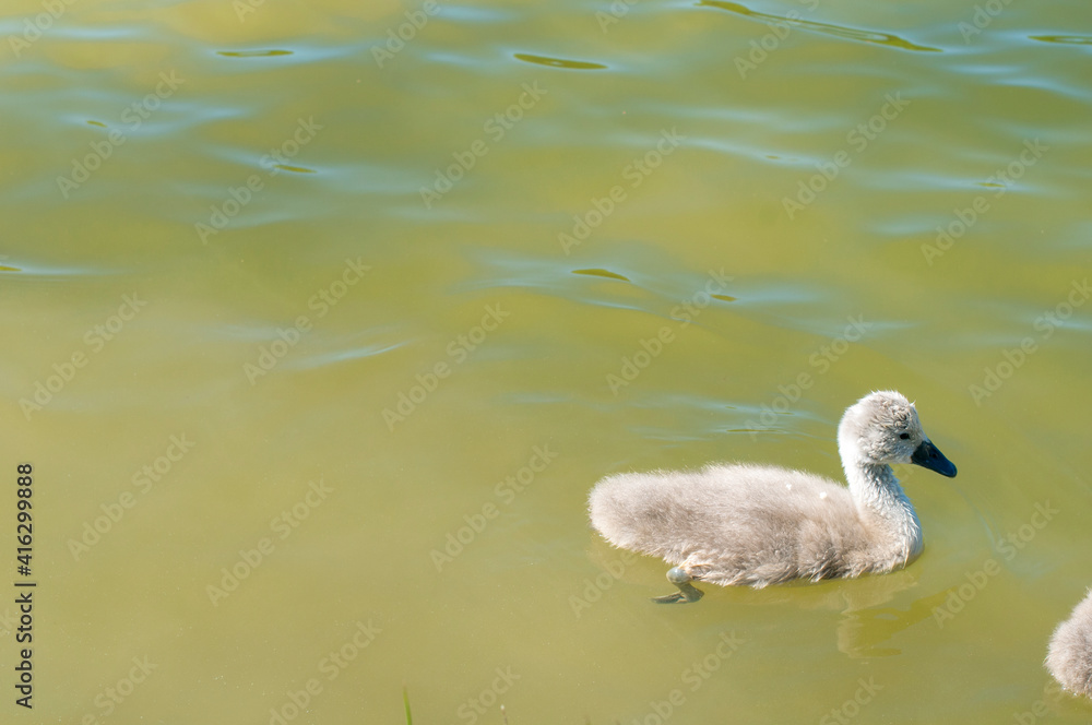 pair of swans with little swans pair of swans with little swans