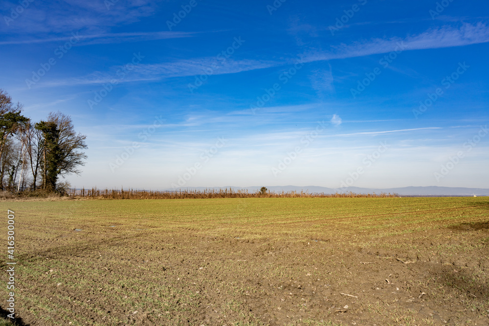 Obraz premium Feld im Frühling