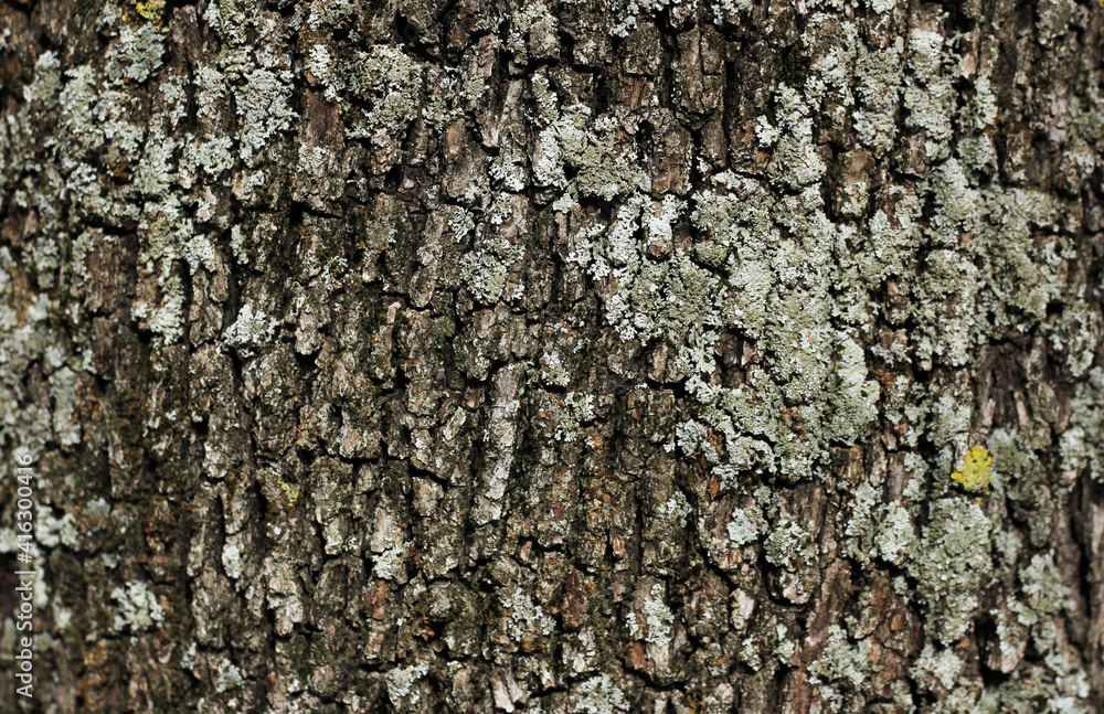 Background of tree bark, ancient pine, brown and gray color Background of tree bark, ancient pine, brown and gray color