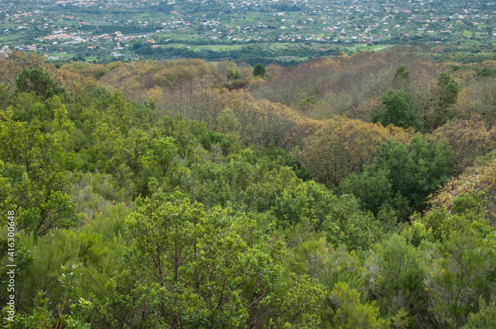 Mixed forest and population in the background.